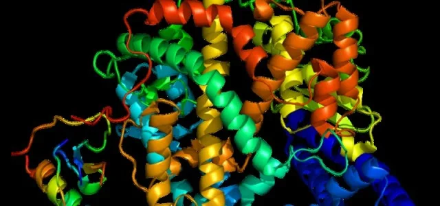 Hormônio do exercício pode modular genes relacionados à replicação do novo coronavírus, sugere estudo