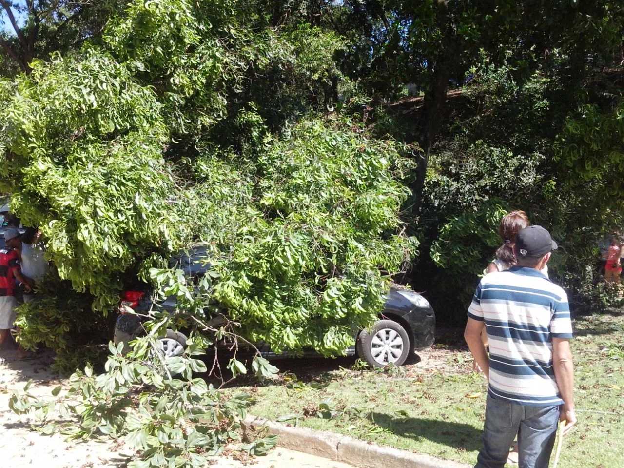 Carros são danificados após ventos derrubarem árvores no estacionamento do Hemoes