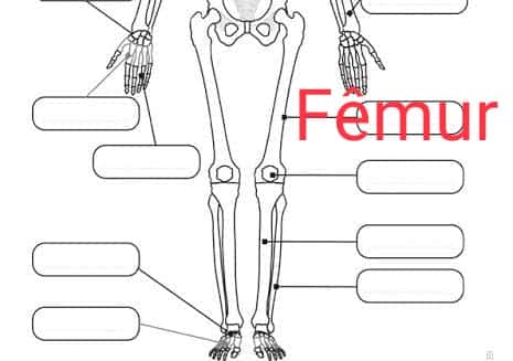 DICA DO DIA (Nº 86): FEMORAL