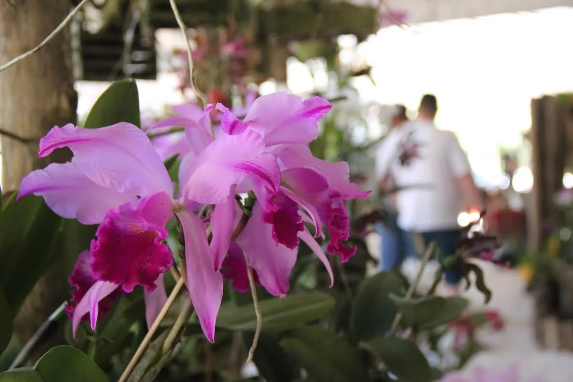 Festa das flores começa nesta sexta-feira em Domingos Martins