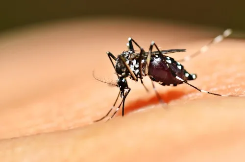 Espírito Santo registra 465 casos suspeitos de Chikungunya em quatro meses