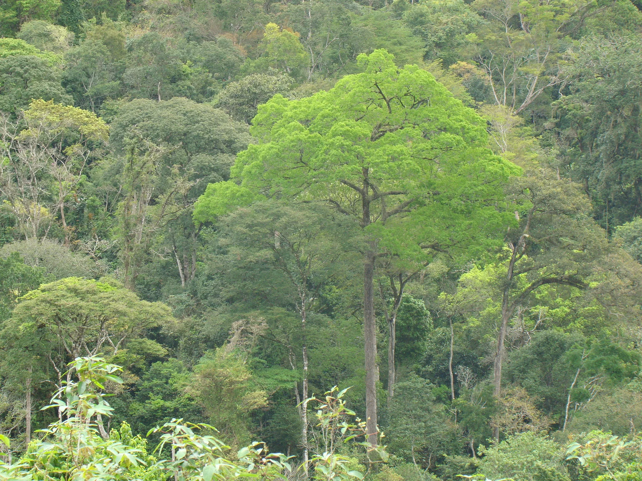 Espírito Santo anuncia adesão a desafio internacional em prol das florestas