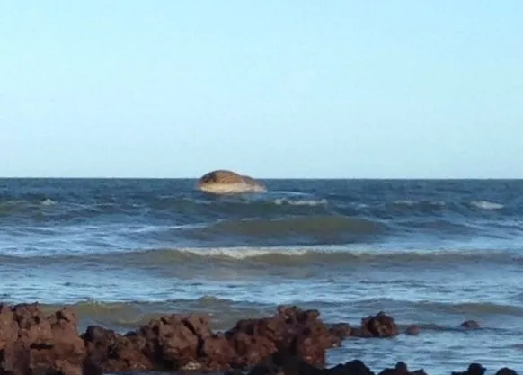 Após dois dias, prefeitura tenta retirar carcaça de baleia da praia em Aracruz