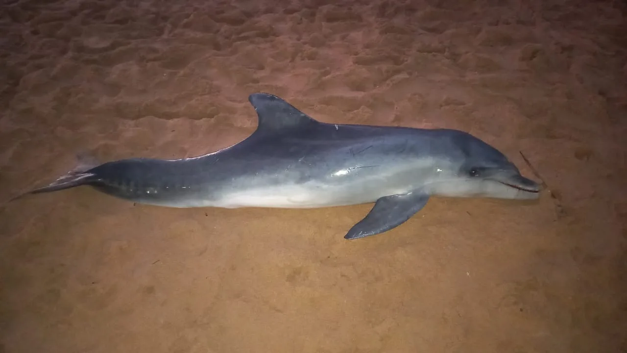 Golfinho é encontrado morto na praia de Manguinhos, na Serra