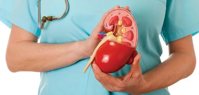 Dia Mundial do Rim: saiba quais os principais fatores de risco para a Doença Renal Crônica