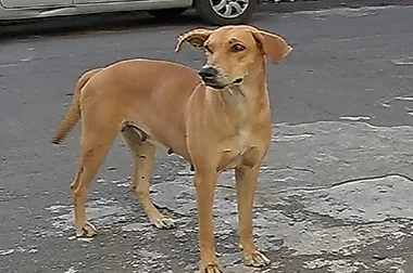 Multa de R$ 2 mil para quem abandonar animais em Vitória