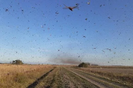 Nuvem de gafanhotos: entenda o fenômeno raro que ameaça lavouras do Sul do Brasil