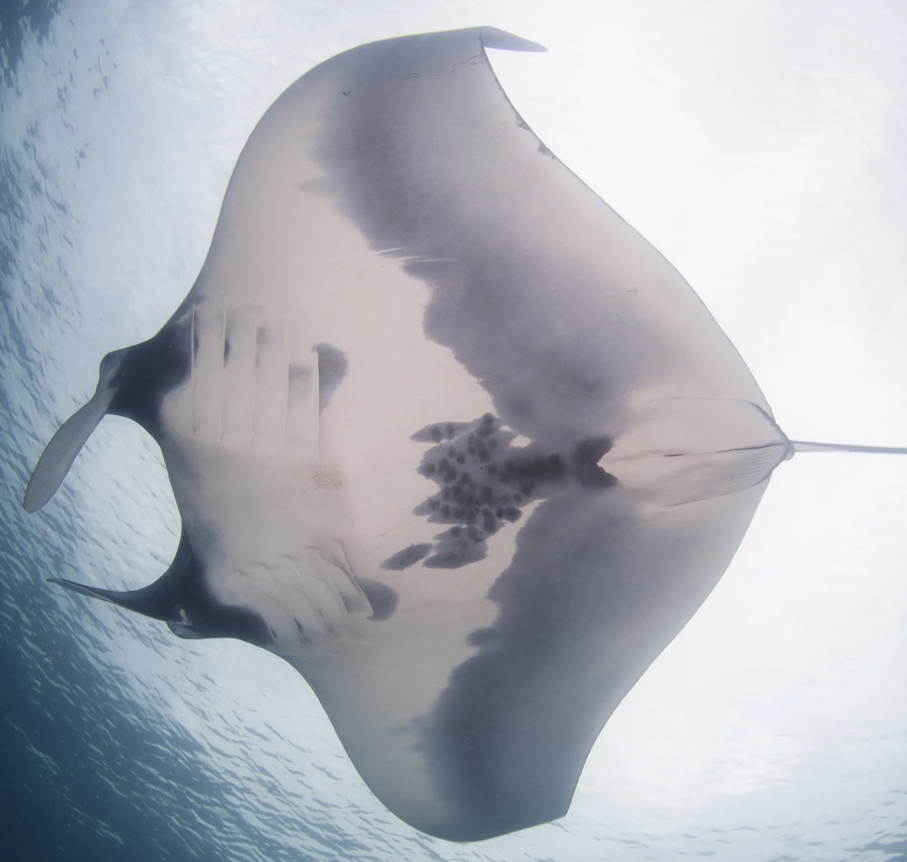 Pesquisadores investigam nova espécie de raia gigante no litoral capixaba