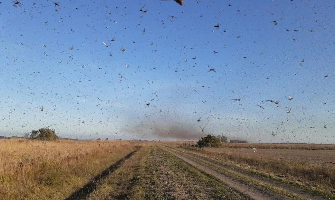 Brasil segue em alerta mesmo após nuvem de gafanhotos diminuir