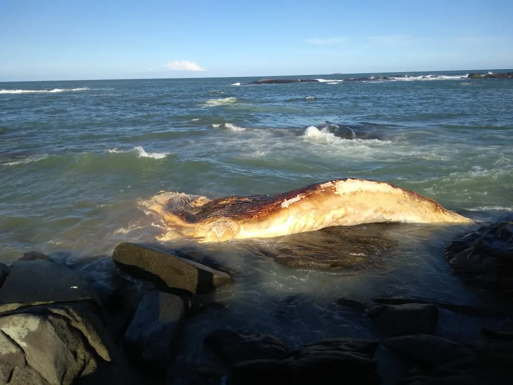 Biólogo diz que baleia morta em praia de Guarapari deve se decompor ao ar livre