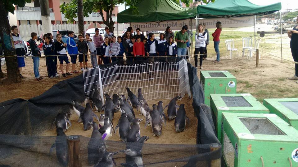 Em Itapemirim, dezenas de pinguins são devolvidos ao mar. Confira o vídeo!