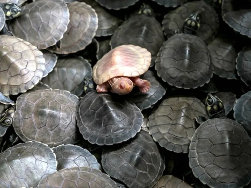 Tartaruga albina nasce em ninhada com mais de 100 filhotes no Mato Grosso