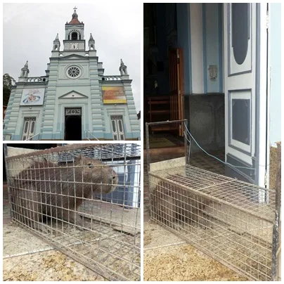 Por que a capivara entrou na igreja? Animal invade Matriz de Santa Teresa