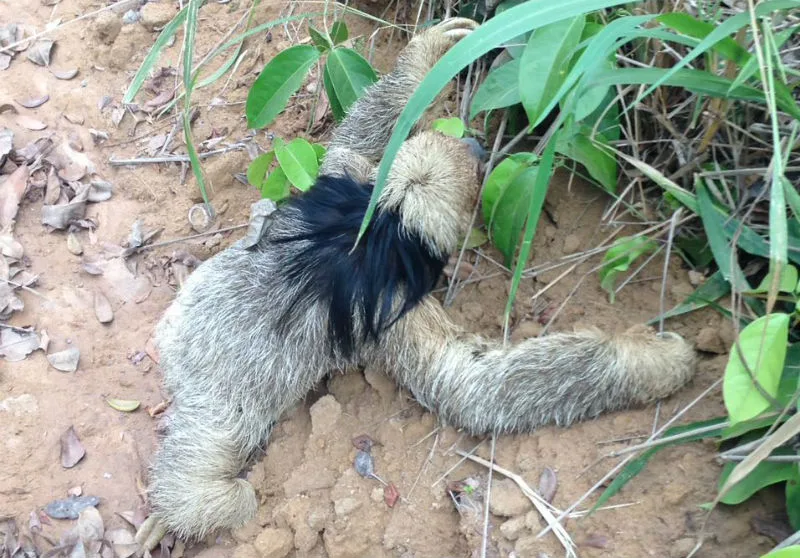 Preguiça rara é encontrada em plantação de eucalipto no Norte do Estado