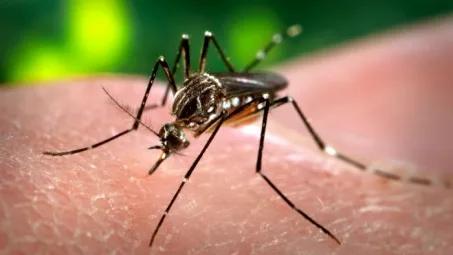 Serviços de dedetização contra Aedes Aegypti aumentam 200% na Grande Vitória