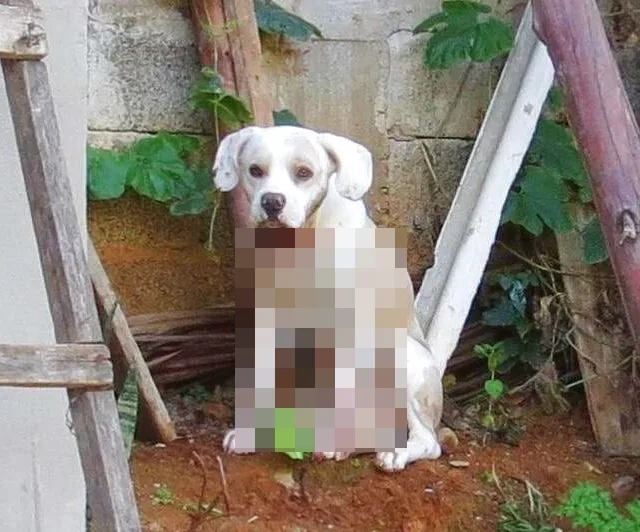 Após dona ser morta, policiais fazem vaquinha para salvar cachorro baleado em Vila Velha