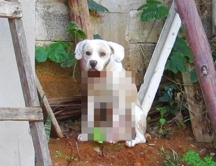 Após dona ser morta, policiais fazem vaquinha para salvar cachorro baleado em Vila Velha