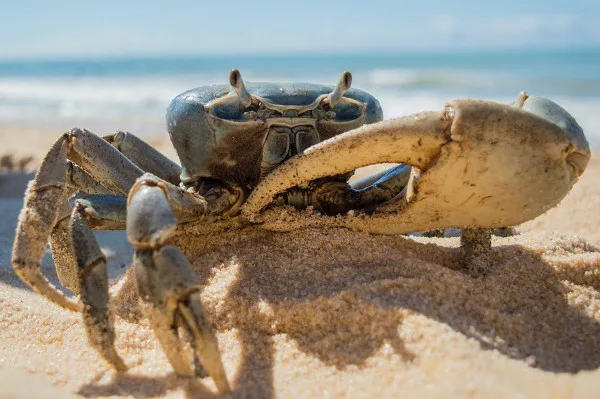 Captura e comercialização de caranguejo no ES estão proibidas a partir do próximo domingo