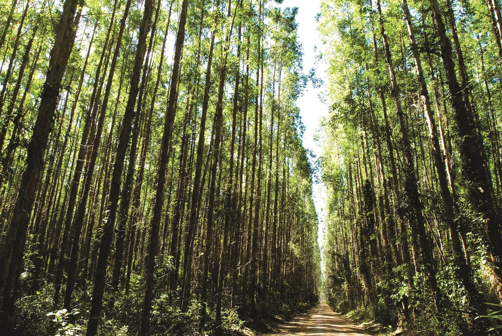 MP de SP tenta suspender licitação de áreas florestais de pesquisa e preservação