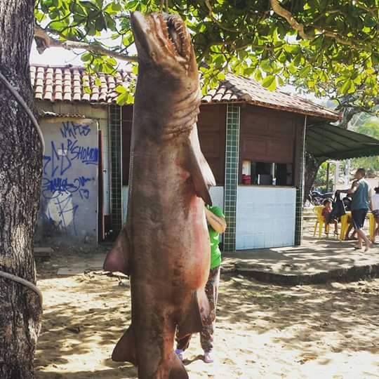 Tubarão grávida de 5 filhotes é encontrada em praia da Barra do Jucu