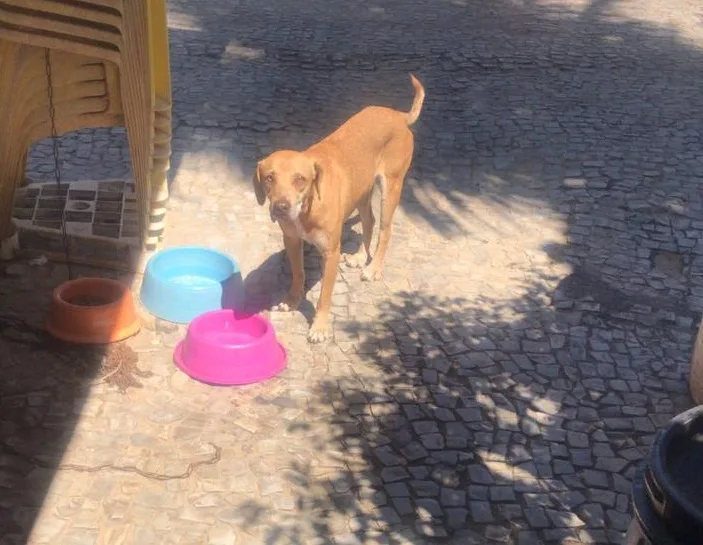 Homem é detido após ser flagrado agredindo cão em Vila Velha