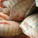 Tilápia capixaba impulsiona expansão da aquicultura no Espírito Santo