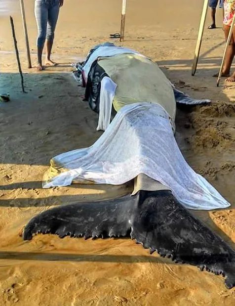 Filhote de baleia Jubarte é encontrado na praia de Pontal do Ipiranga em Linhares