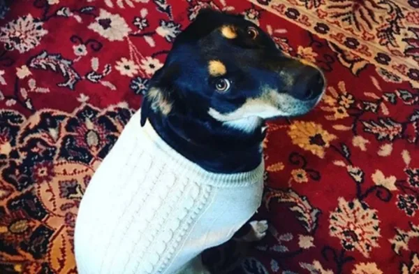 Cão finge doença para ter companhia de donos em casa