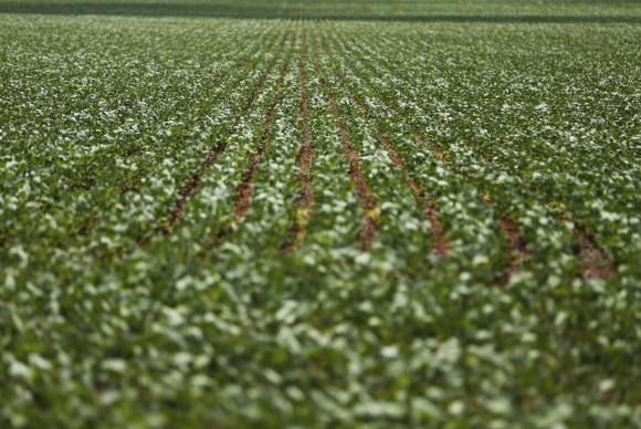 País deve produzir 7,2 milhões de t de cereais de inverno em 2019, diz IBGE