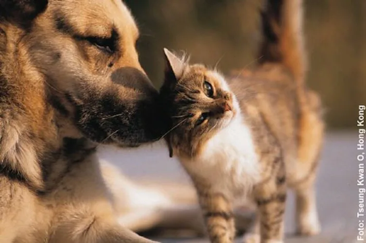 Contarato dá aval para aumentar pena por maus-tratos contra cães e gatos