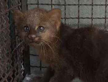 Gato de espécie rara é resgatado de residência em Colatina, no Norte do Estado