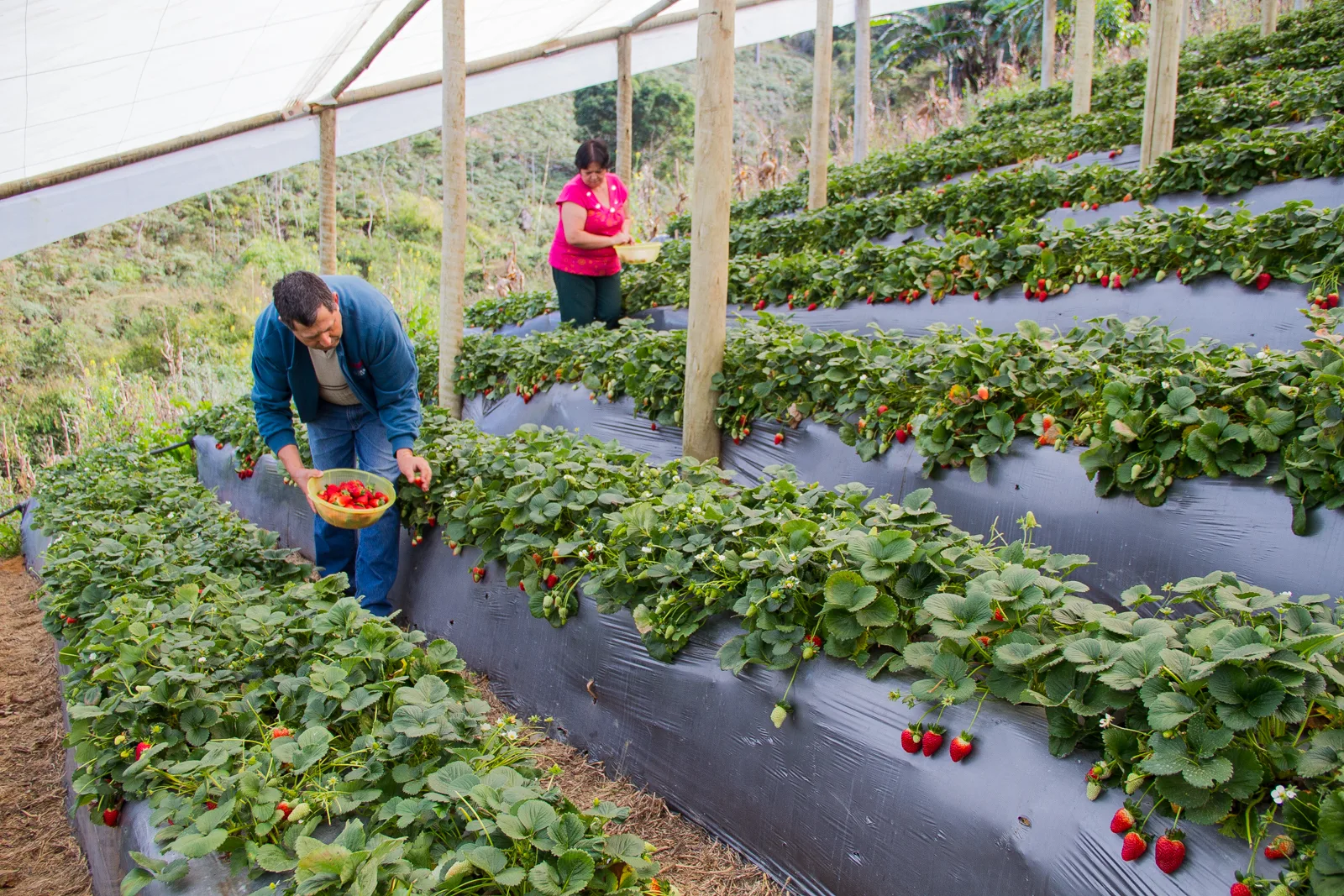 Agricultores de Iúna sofrem com baixa no preço do café e apostam no plantio de morangos