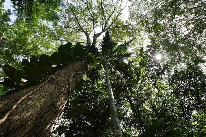 PGR estica por mais um ano força-tarefa Amazônia