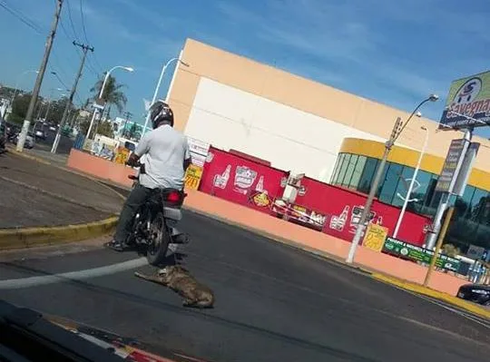 Cão é flagrado sendo arrastado por moto no interior de São Paulo