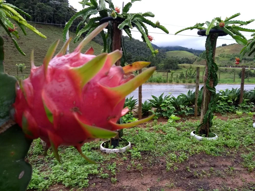 Produtor capixaba investe em fruta exótica em Pedra Azul e conquista clientes