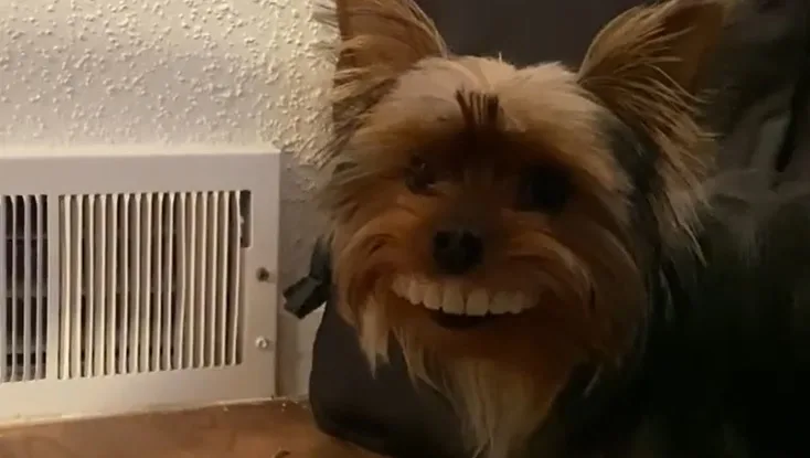 VÍDEO | Cachorro pega dentadura do dono, encaixa na boca e viraliza na internet