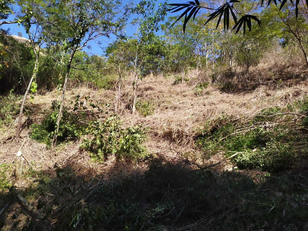 ONGs querem moratória de desmatamento para conter devastação da Amazônia