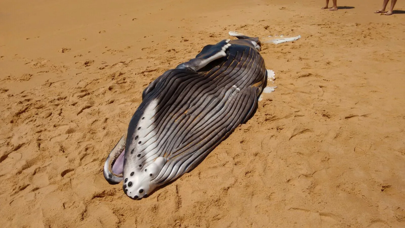 Baleia, tartarugas e golfinho são encontrados mortos em praias da Grande Vitória