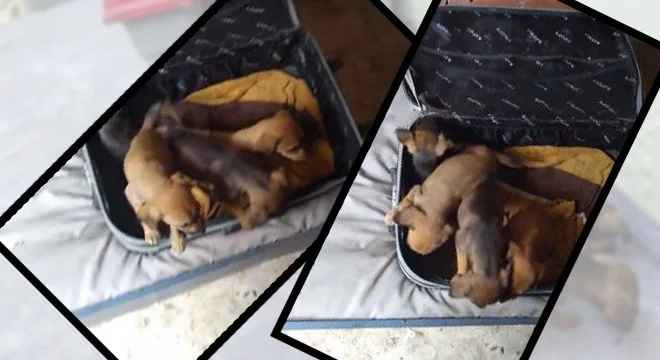 Homem encontra mala fechada com quatro filhotes de cachorro