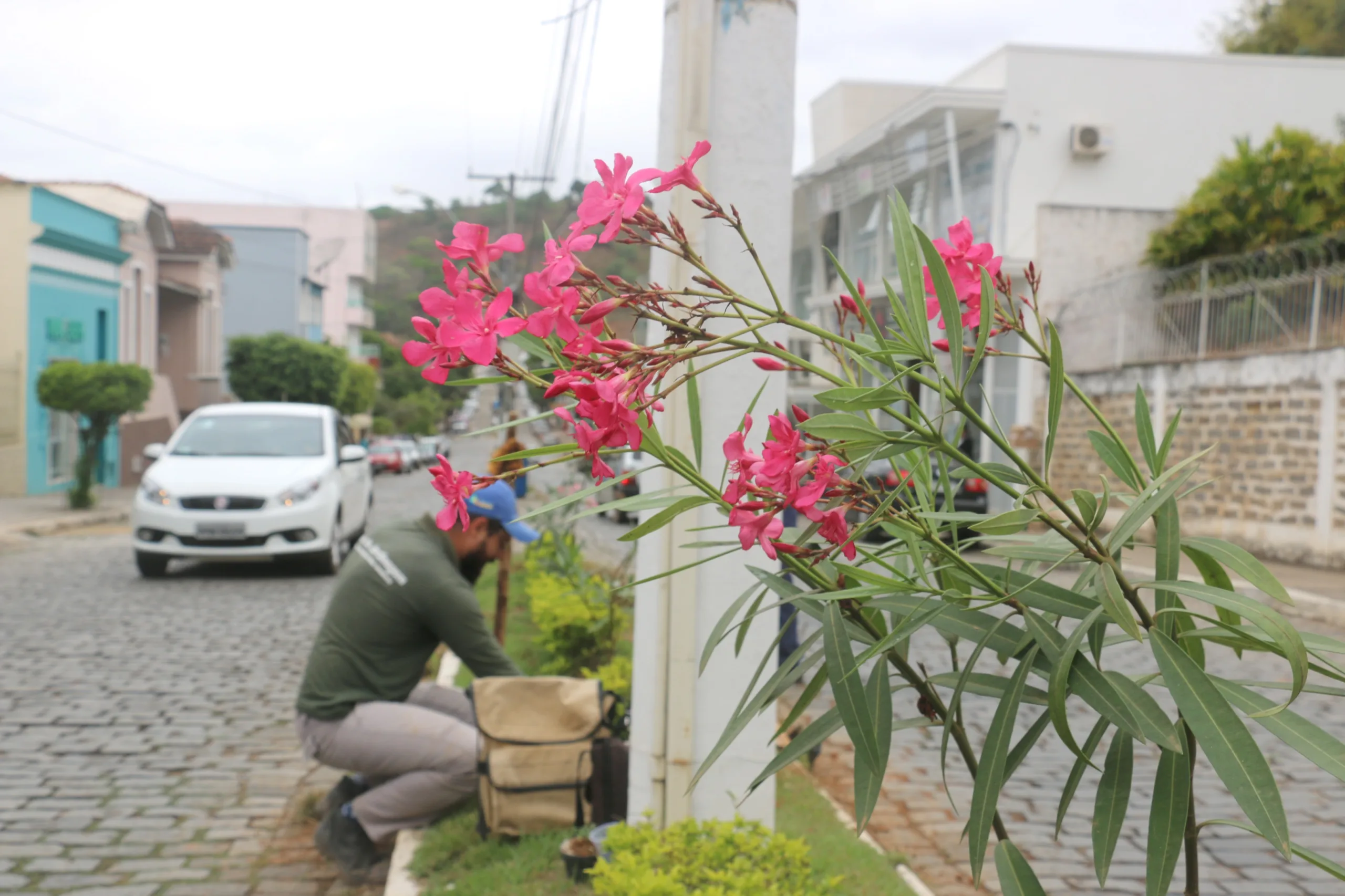 Plantas dão colorido especial para avenida central de Guaçuí