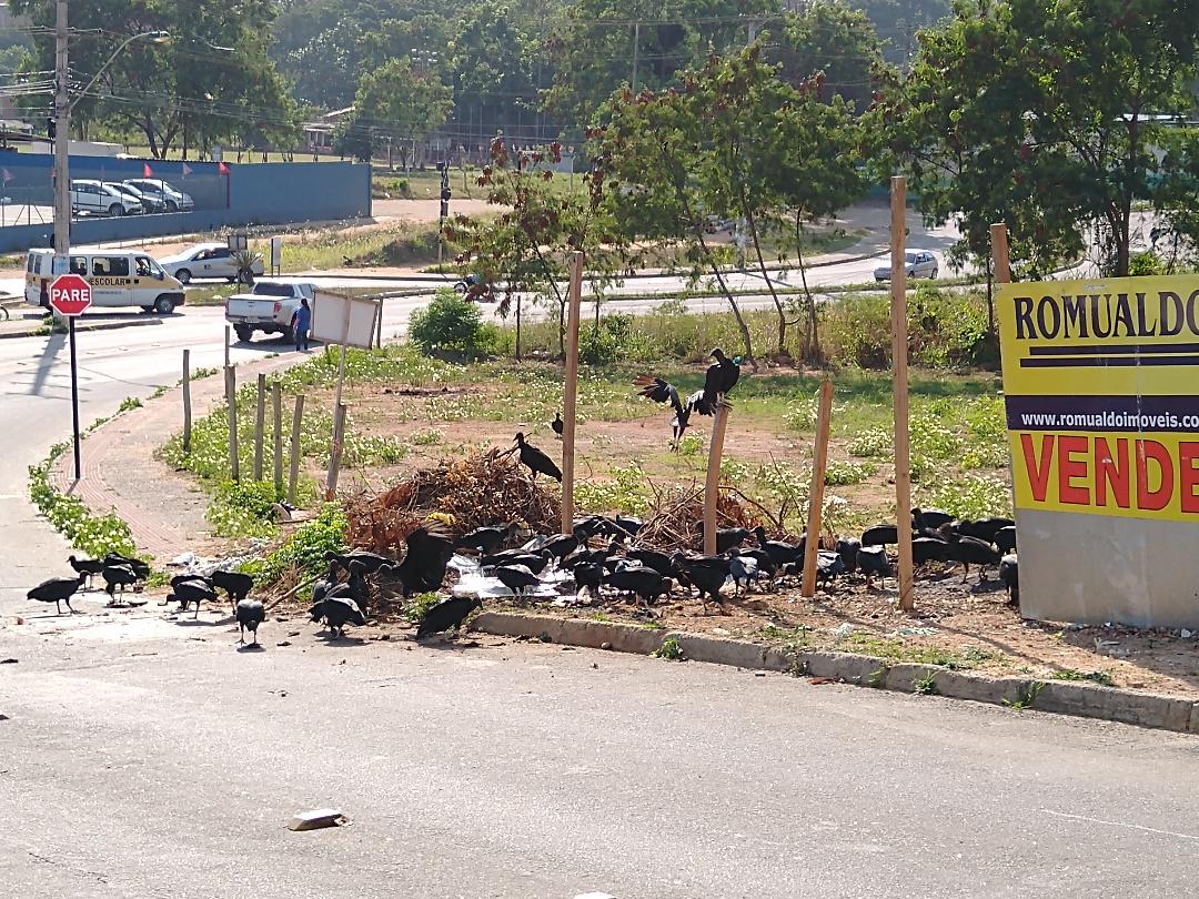 Moradores reclamam de terreno baldio que é ponto viciado de lixo há quase 10 anos em Cariacica