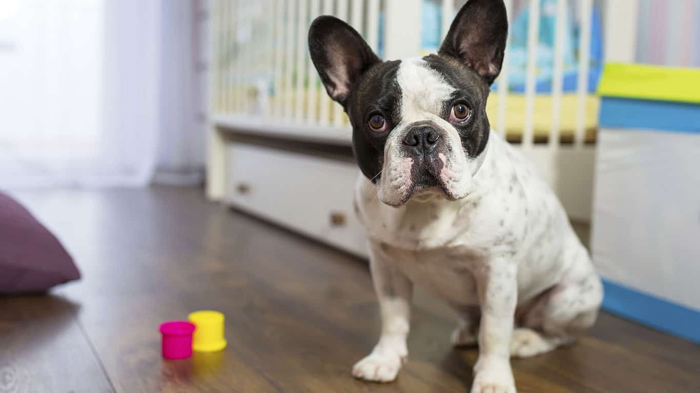 Justiça dá guarda de cachorra à enfermeira por 'posturas violentas' da ex-companheira