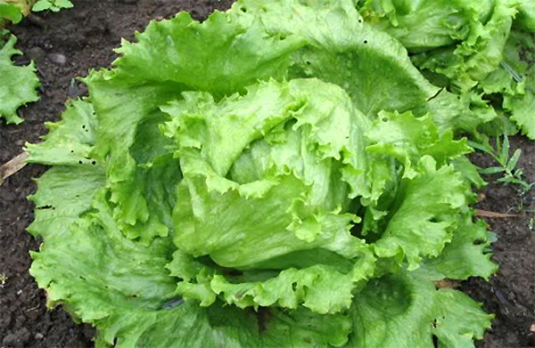 Preço de verduras e legumes no ES sobe mais de 100% em menos de um mês no ES