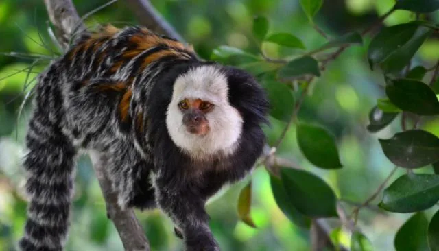 Pesquisadores avaliam saguis-da-cara-branca no Estado