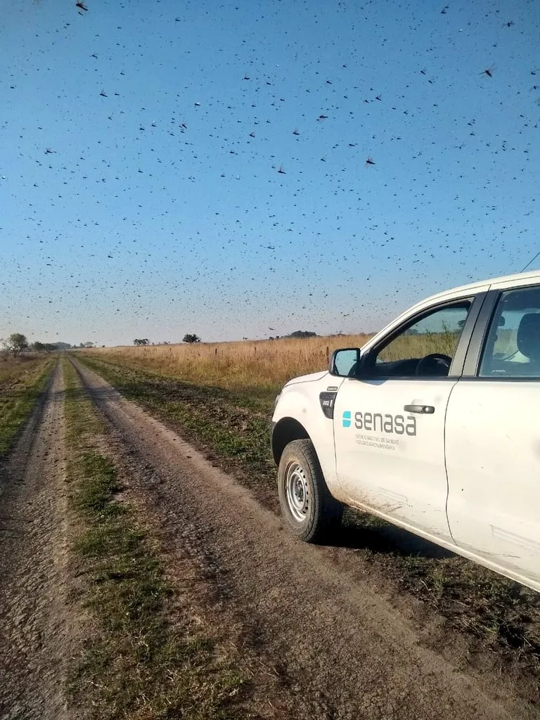 Nuvem de gafanhotos preocupa argentinos; fenômeno pode destruir lavouras e pasto