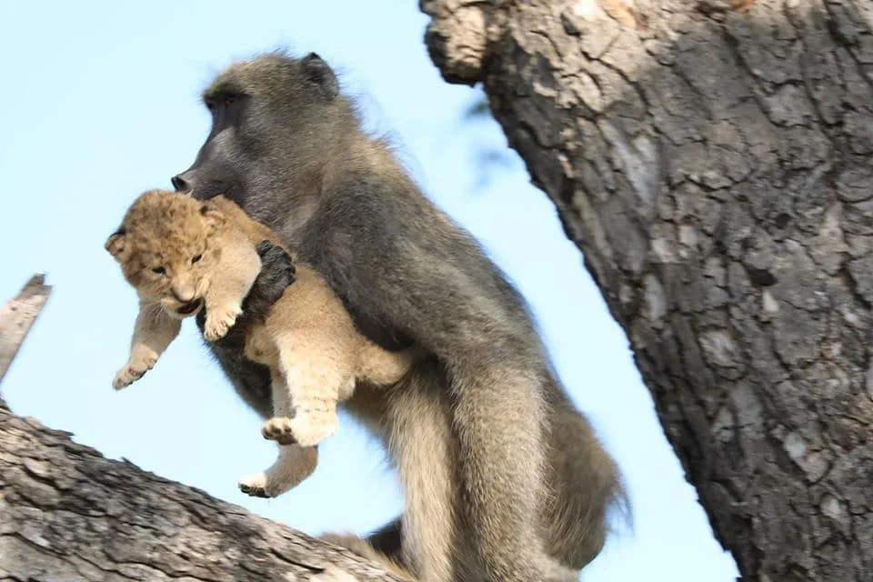 VÍDEO | Macaco que carrega filhote de leão e 'imita' cena de 'Rei Leão' é predador de filhotes