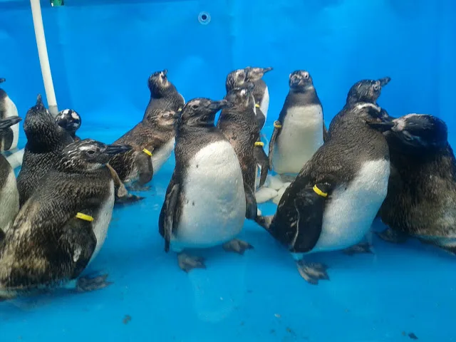 Dezenas de pinguins aguardam troca de penas no Espírito Santo