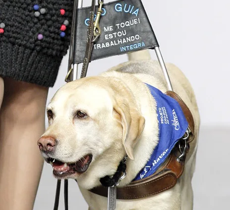 Abertas inscrições para cadastro de uso de cães-guia