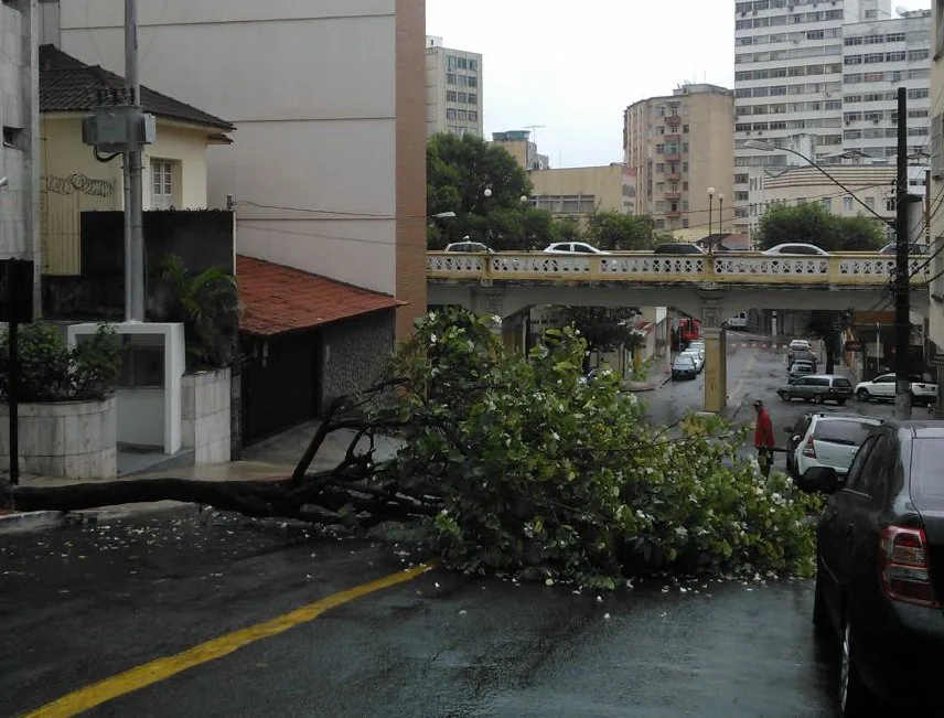 Árvore cai e interrompe trânsito no Centro de Vitória