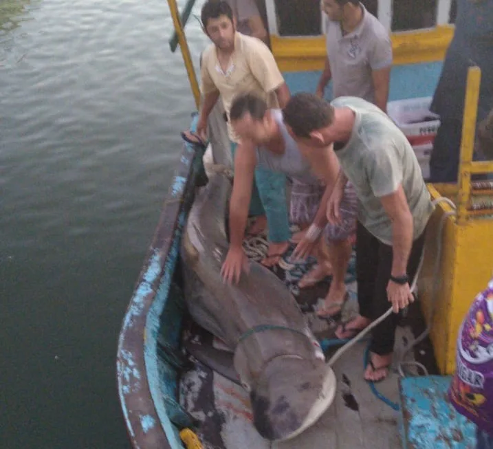 VÍDEO | Pescadores de Marataízes capturam tubarão com mais de 200 quilos